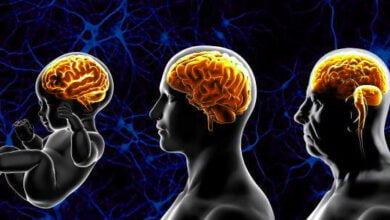 خفض نوع من الكوليسترول يقلل تلف الدماغ الناجم عن ألزهايمر