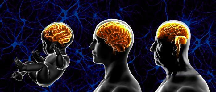 خفض نوع من الكوليسترول يقلل تلف الدماغ الناجم عن ألزهايمر