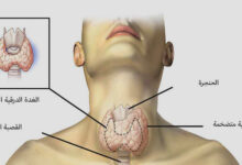 فوائد هرمون الغدة الدرقية في تعزيز قوة العضلات