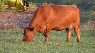 بقرة إسرائيل المقدسة ما أهمية قوات الاحتياط بجيش الاحتلال؟