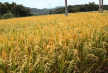 حظر زراعة الأرز بمحافظات مصرية ما الدوافع والتداعيات؟