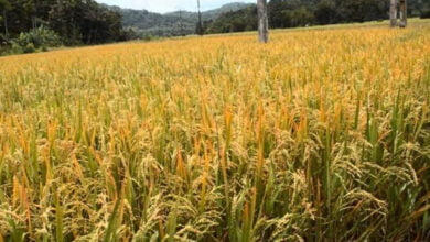 حظر زراعة الأرز بمحافظات مصرية ما الدوافع والتداعيات؟