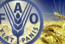 فاو... مؤشر أسعار الغذاء العالمية انخفض لأدنى مستوى في ثلاث سنوات