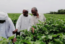 كيف أثرت حرب السودان على القطاع الزراعي في البلاد؟