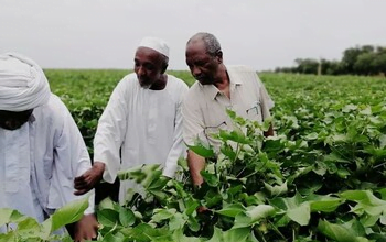 كيف أثرت حرب السودان على القطاع الزراعي في البلاد؟
