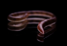 العثور على دودة طفيلية داخل دماغ امرأة في أول اكتشاف من نوعه