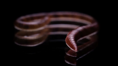 العثور على دودة طفيلية داخل دماغ امرأة في أول اكتشاف من نوعه