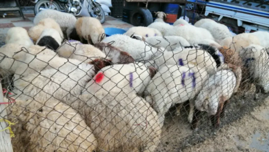 منحة زهيدة وأضحى بلا أضاح هكذا يستقبل السوريون العيد