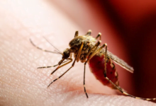 تحليل دراسي يستعرض تاريخ الملاريا وانتشارها