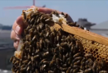 تهديد الحياة من الحساسية لسم الحشرات