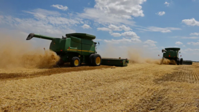 أسعار القمح في أوروبا تتراجع بفعل قرار من تركيا