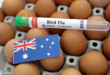 اكتشاف إنفلونزا الطيور في مزرعة بأستراليا مع تأكيد السلطات عدم وجود نقص في البيض