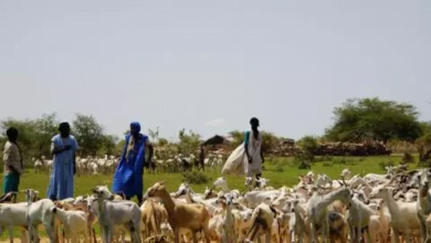 دورة تدريبية افتراضية حول نهج الصحة الواحدة تنظمها وزارة التنمية الحيوانية بالتعاون مع منظمة الفاو