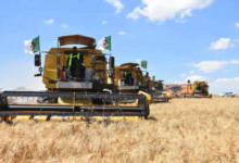 باستثمارات قطرية وإيطالية هل تكتفي الجزائر ذاتيّا من الغذاء؟