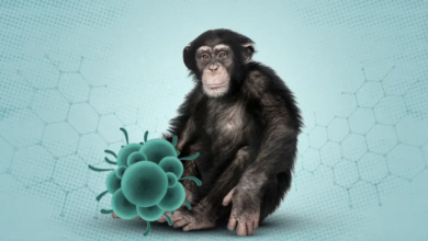 منظمة الصحة العالمية تعلن حالة الطوارئ الدولية بسبب تفشي جدري القرود في أفريقيا