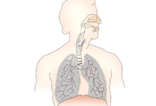 تقدم علمي في علاج الأمراض الرئوية: حبر بيولوجي مبتكر لطباعة نسيج الرئة ثلاثي الأبعاد