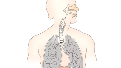 تقدم علمي في علاج الأمراض الرئوية: حبر بيولوجي مبتكر لطباعة نسيج الرئة ثلاثي الأبعاد