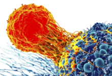 دراسة تكشف آلية مدهشة: خلايا مناعية تلتهم بعضها لتعزيز قوتها