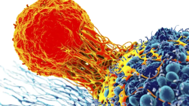 دراسة تكشف آلية مدهشة: خلايا مناعية تلتهم بعضها لتعزيز قوتها