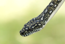 منظمة الصحة تحذر من زيادة لدغات الأفاعي حول العالم