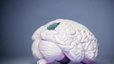 اكتشاف الخلايا العصبية المسؤولة عن ذاكرة الأحداث/الأشياء يفتح آفاقًا جديدة لعلاج مرض ألزهايمر