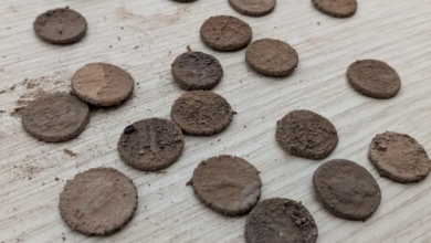 اكتشاف نادر لـ 27 عملة فضية رومانية في جزيرة بانتليريا بصقلية